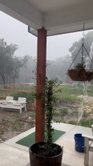 Wild Storm In Texas Knocks Over Oak