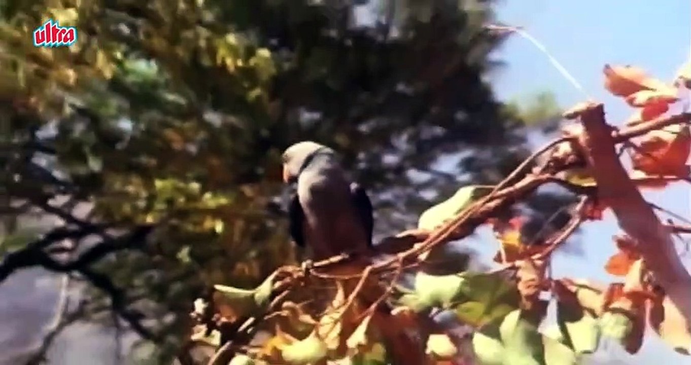 Sheharon Se Door / Hema Malini ,Lata Mangeshkar/1976 Maa