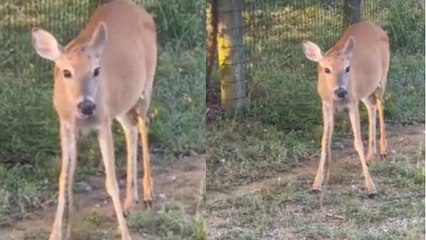 जहरीले सांप को च्विंगम के जैसे चबा गया हिरण, देखें हैरान कर देने वाला Viral Video