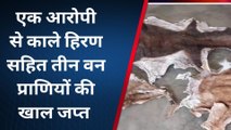 सिवनी : काले हिरण के साथ वन प्राणियों की खाल जप्त, वन विभाग की कार्यवाही से हड़कंप