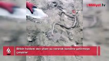 Bitkin haldeki dev yılanı su vererek kendine getirmeye çalıştılar