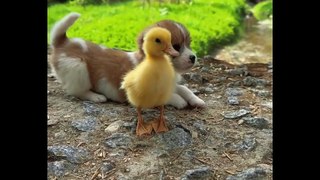Puppy love with han |puppy love with duck