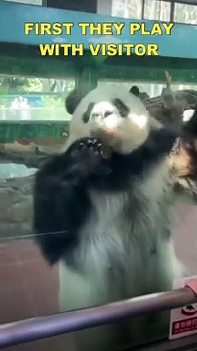 Panda Paradise Witness the Enchanting Activities of Playful Pandas in the Zoo