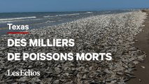 Pourquoi des milliers de poissons sont morts sur une plage du Texas ?