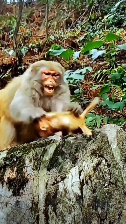 Playful Bonds Heartwarming Monkey and Baby Moments Unfold Before Your Eyes