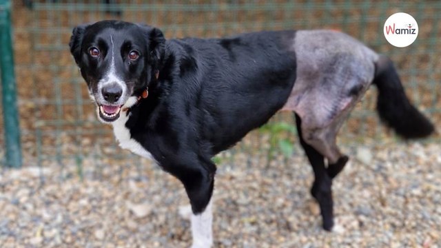 Trouvée accidentée, cette chienne avait de nombreuses fractures et ses maîtres n'ont pas voulu la récupérer.