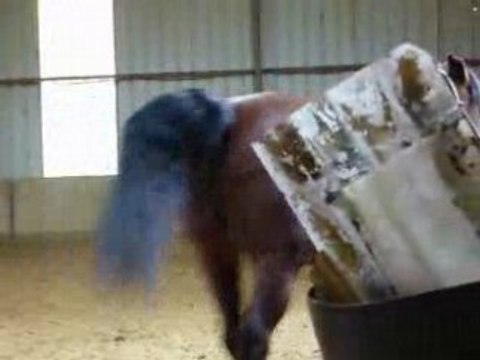 Séance de liberté avec Flipper 18/03/08