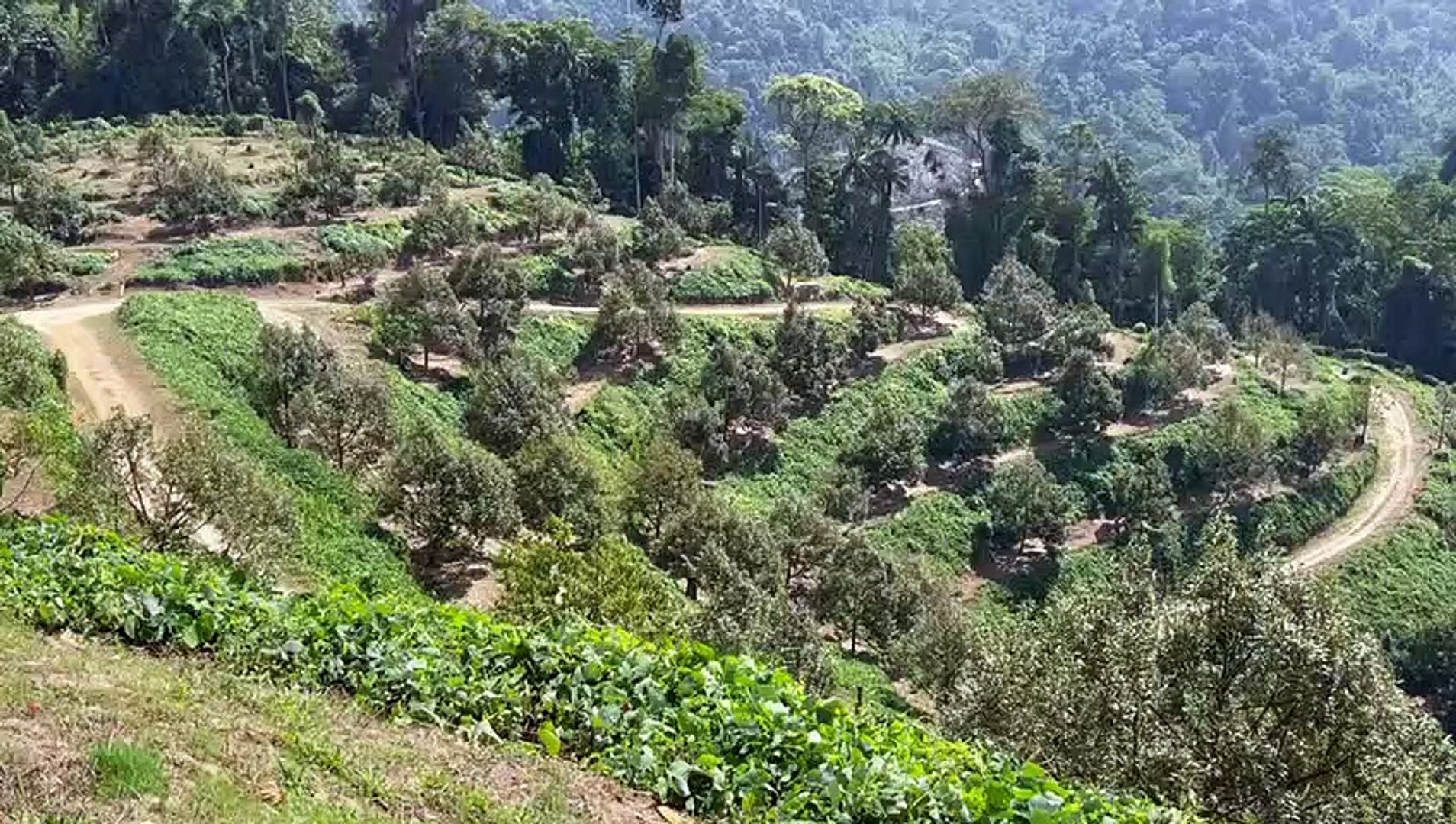彭亨皇家榴槤集团:  已有逾200 农民注册