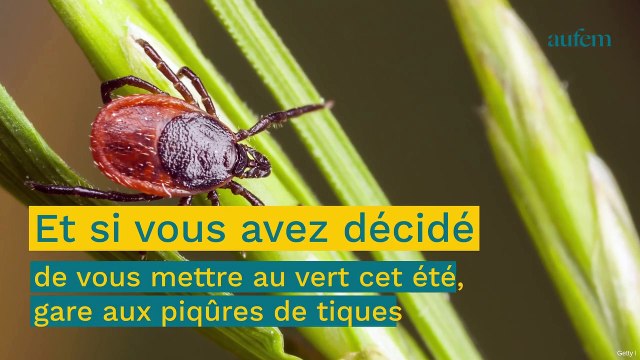 Vacances : les tiques particulièrement voraces dans ces régions françaises