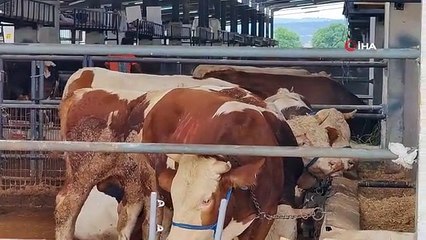 İnegöl Hayvan Pazarı'nda Şap Karantinası