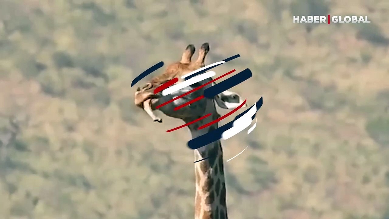 Yılan yiyen geyikten sonra kemik yiyen zürafa da görüntülendi!