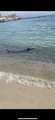 Quel était ce gros poisson qui était au bord de la plage ce mardi midi à Antibes?