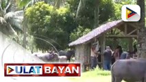 DTI, magpapatupad ng price freeze sa Albay dahil sa patuloy na pag-aalboroto ng bulkang Mayon