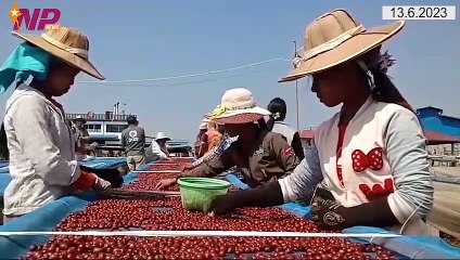 Japan, China, Saudi Arabia and UAE impose zero percent tariff for coffee import from Myanmar