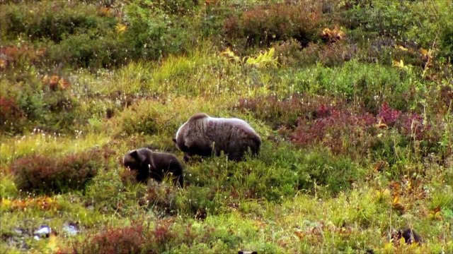 MeatEater - The Northern Rockies British Columbia Grizzly