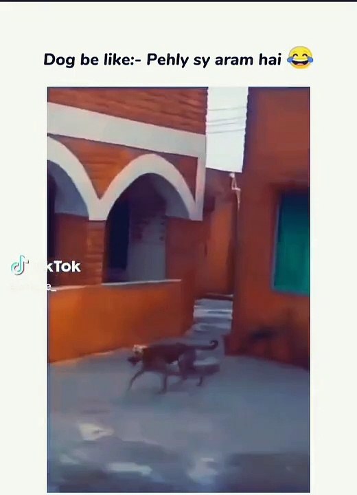 Dogs be like hahaha