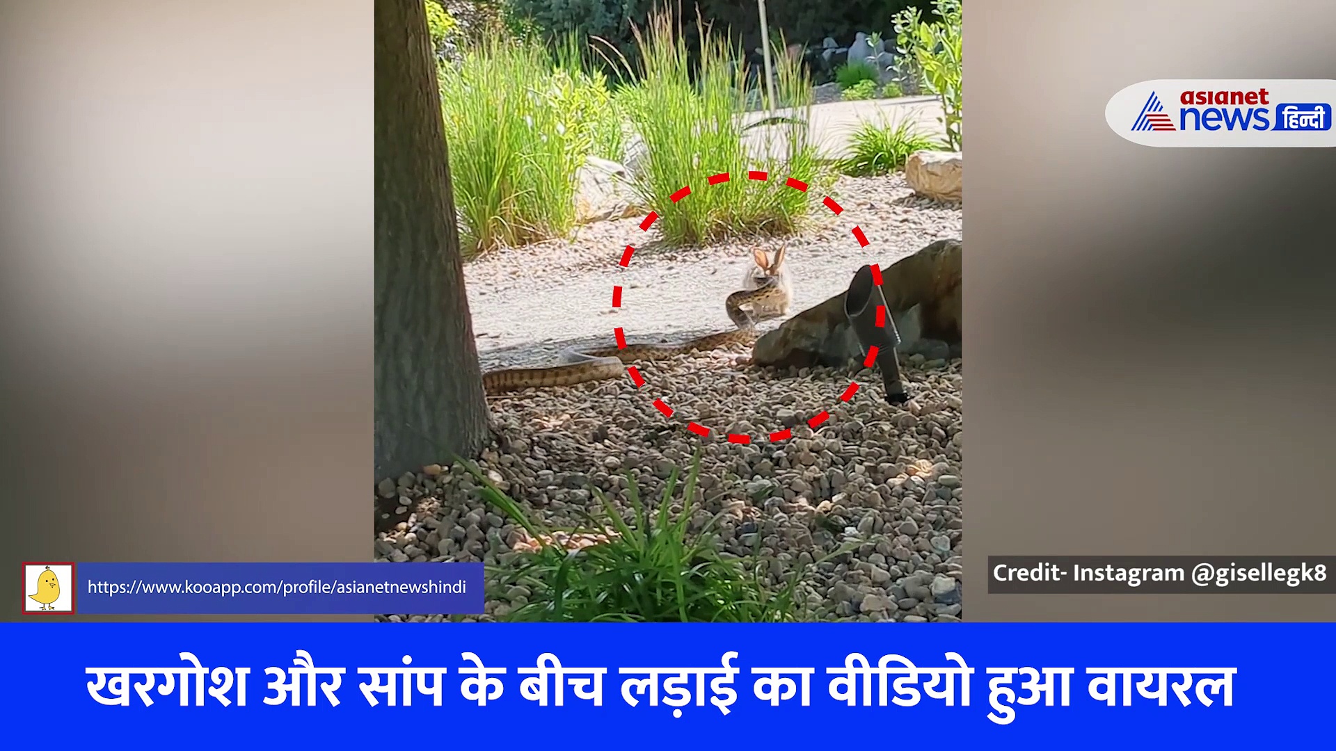 'फुर्ती हो तो ऐसी' खरगोश से हार मानकर भागने को मजबूर हो गया सांप, देखें दोनों के बीच लड़ाई का यह Viral Video