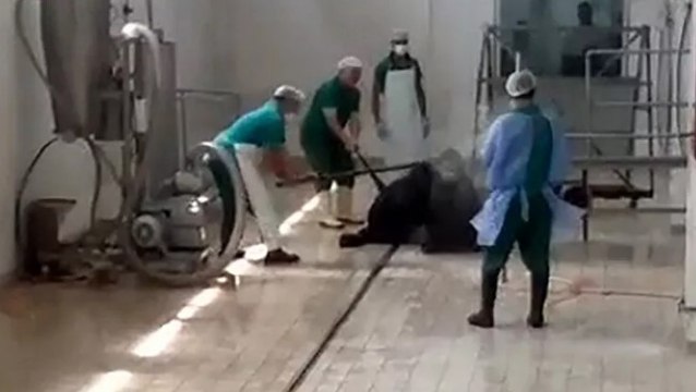 Adana'da kesim öncesi büyükbaş hayvana eziyet eden iki kişi adliyeye sevk edildi