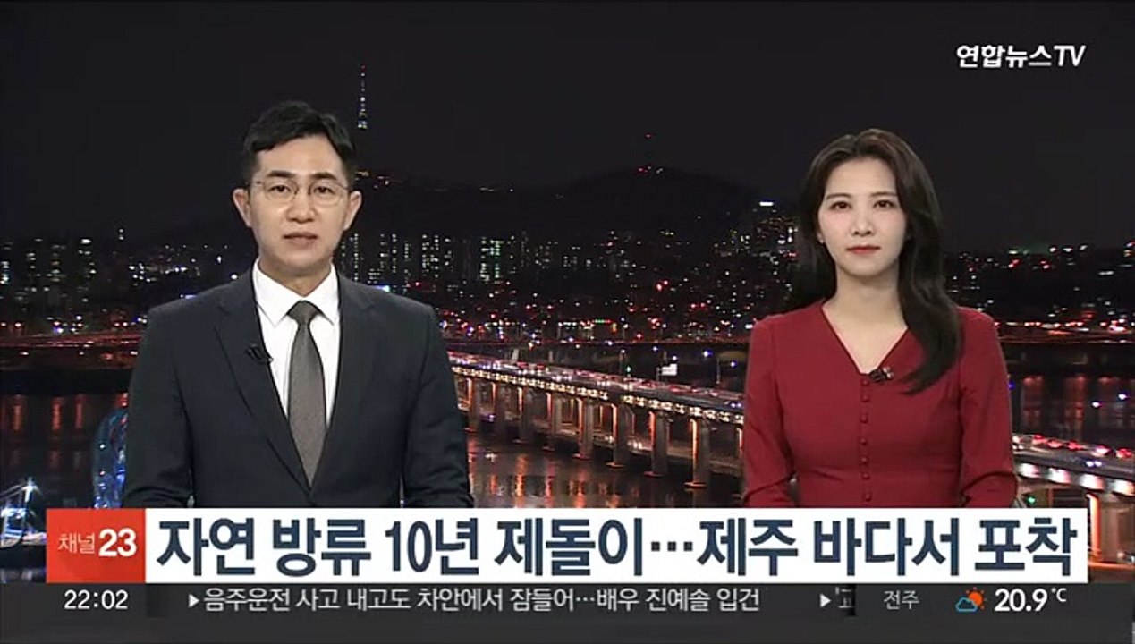 자연 방류 10년 제돌이…제주 바다서 포착