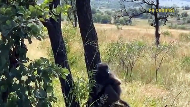 War For Territory! Aggressive Baboons Brutally Murdered Leopard And Daughter To Regain Territory