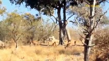 Tragic Lion! These Heartless Maasai Aborigines Attack Lion Brutally Just To Rob Food