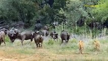 The Humiliation Of Lion King! Aggressive Lion Was Torture Nearly Died By Mad Buffalo To Rescue Calf