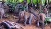 The Monkey Couple's Excitement Accidentally Angers Hungry Python And Horrible Massacre Happened