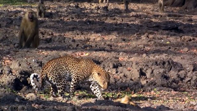 Terrible! Merciless Leopard Is Surrounded And Brutally Attacked By Baboon Family To Save Baby