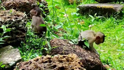 The Lion's tail Was Bitten Off By Zebra Mother During A Fierce Confrontation To Protect Her Calf