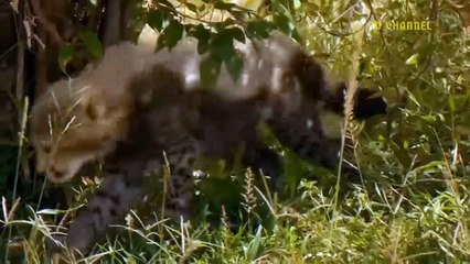 Shuddering Moment When Crocodile Monsters  Emerging From The Riverbed To Tear Poor Cheetah To Pieces