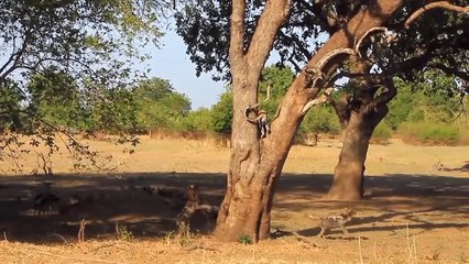 Reckless Aboriginals! Terrifying Scene Of Maasai Aboriginals Brutally Attacking Lion To Protect Cow