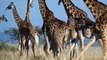 Mothering Instincts! Mother Giraffe Defeats And Destroy Lion, Hyenas To Save Her Calf