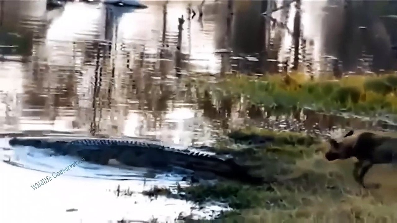Monsters Of The River! Crocodile Suddenly Rushed To Bite The Wild Dog's Head Off In His Surprise