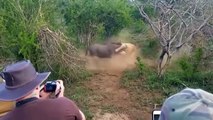 Lions Are Tortured Exhausted! Super Wildebeest Alone Defeat Hungry Lions To Miraculously Escape