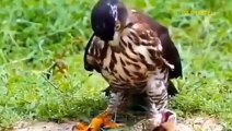 Impressive Battle! Angry Eagle Pecking Cobra's Stomach While The Head Is Bitten Full Of Poison