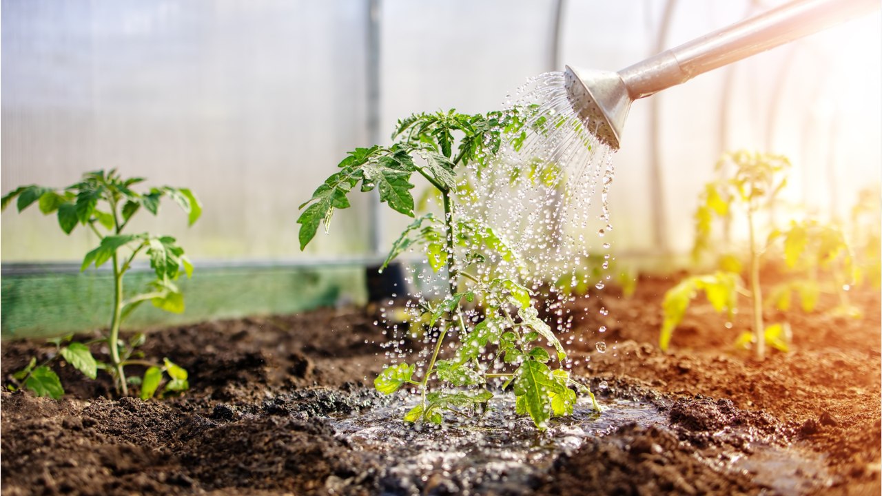 Tipps für die Gartenarbeit: Das sollten Sie noch im Juni erledigen