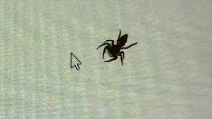 Silly SPIDER chases Computer Mouse!