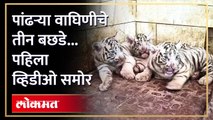 वाघाचे पांढरे बछडे, कसे दिसतात? व्हिडीओ पाहाच… | Three white tiger cubs born | Chhattisgarh | AM4