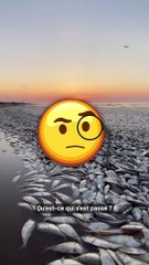 Des dizaines de milliers de poissons morts échoués au Texas ?