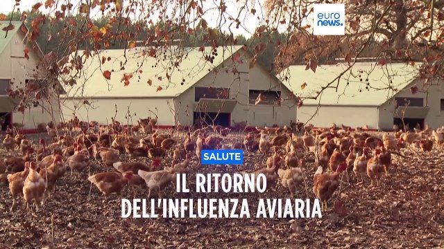 Influenza aviaria: l'Oms vigila. Qual è il livello di allarme in Europa