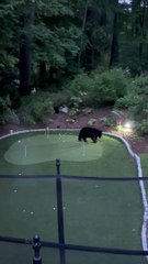 Bears Family Visit Putting Green