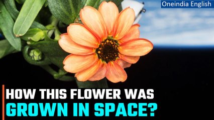 NASA shares image of the flower grown in space, netizens calls it a miracle | Oneindia News