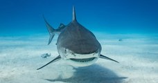 Un touriste russe dévoré par un requin-tigre, l'animal battu à mort par les habitants