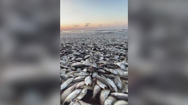 Thousands of dead fish wash up on Texas beaches
