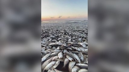 Thousands of dead fish wash up on Texas beaches