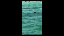 Un cucciolo di orso nero nuota tra i bagnanti: il video è virale