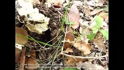 Amanita ceciliae. English Text 3