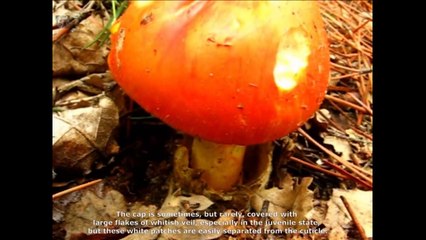 Amanita caesarea. English Text 3