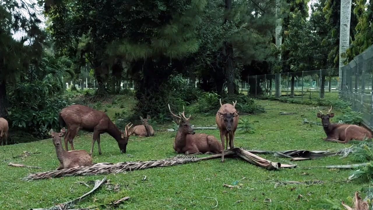 Deer