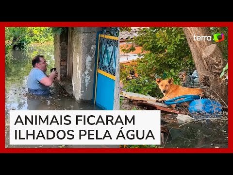 Veterinários resgatam animais de região alagada em Kherson, na Ucrânia